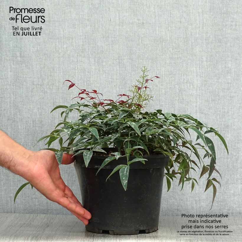 Exemplar von Nandina domestica FLIRT Murasaki - Himmelsbambus Topf mit 3L/4L wie im Sommer geliefert