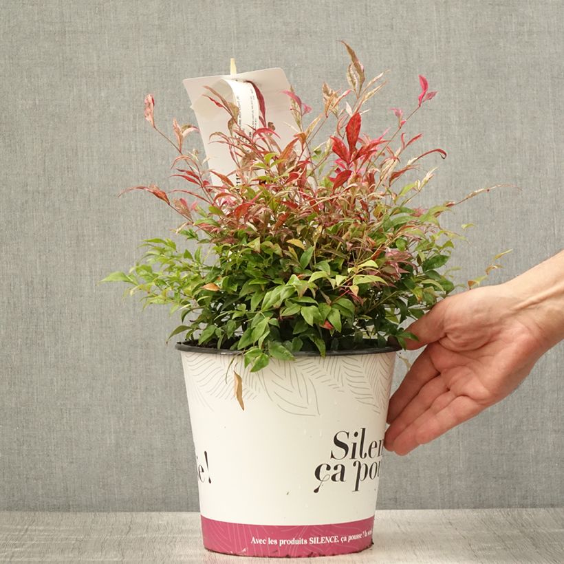 Exemplar von Nandina domestica Red Light - Himmelsbambus Topf mit 3L/4L wie im Sommer geliefert
