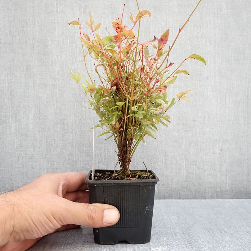 Exemplar von Nandina domestica Twilight - Himmelsbambus Kleine Töpfe von 8/9 cm wie im Herbst geliefert