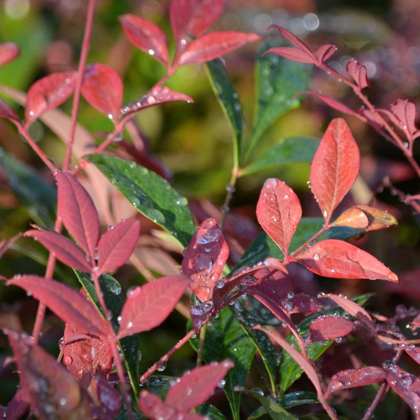 Nandina domestica Obsessed Seika - Himmelsbambus (Foliage)