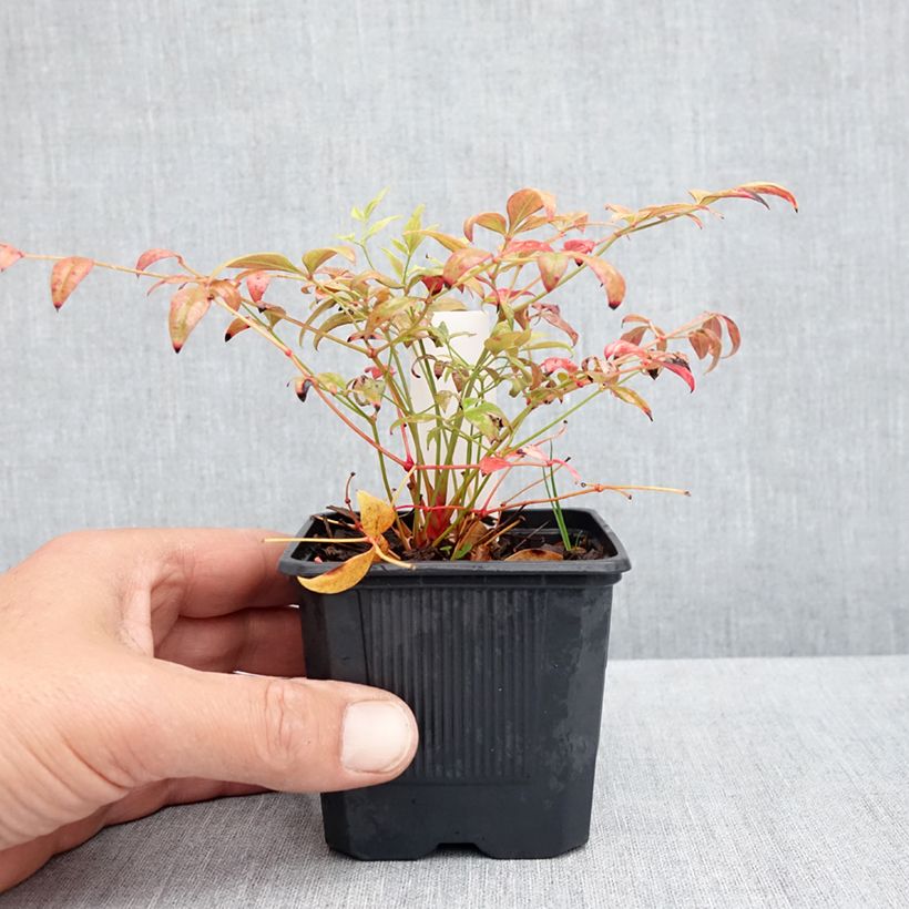 Example of Nandina domestica Obsessed Seika - Himmelsbambus Kleine Töpfe von 8/9 cm as you get in printemps