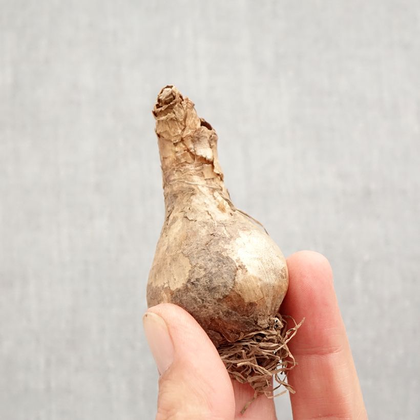 Exemplar von Narcissus Acropolis Zwiebel Kaliber/Größe 12+ wie im Herbst geliefert