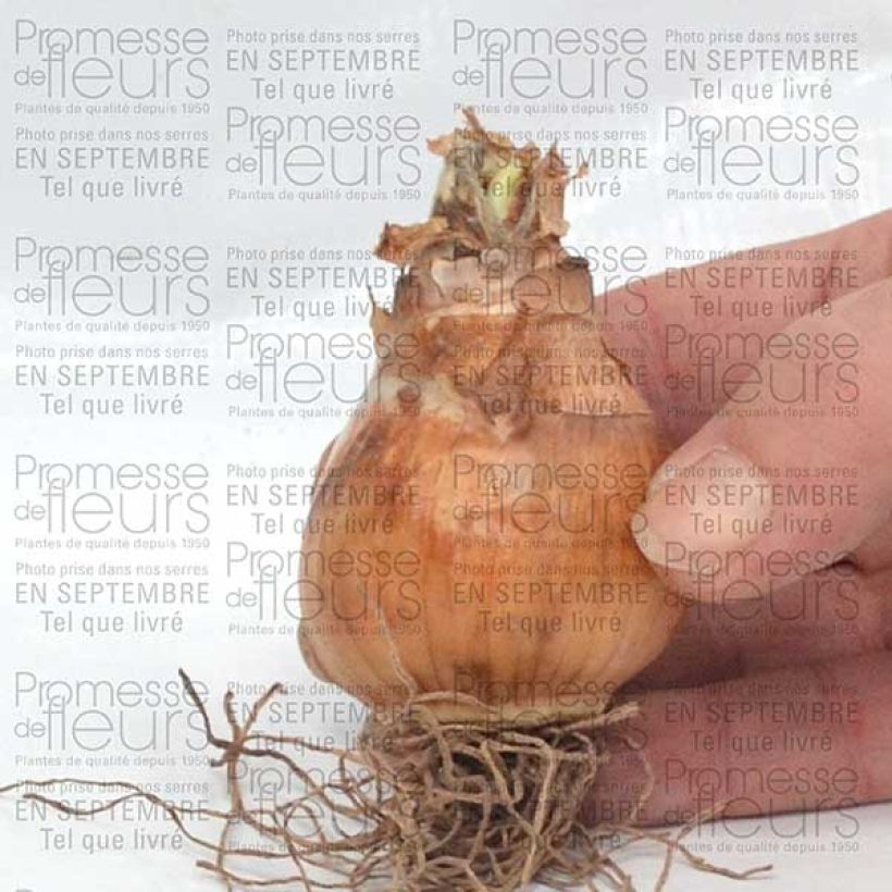 Beispiel eines Exemplars von Narcisse Avalon Bulbe calibre 12+ wie geliefert