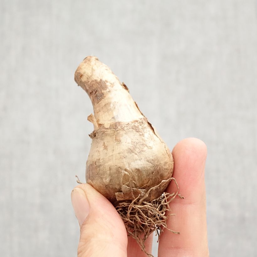 Exemplar von Narcissus Avalon Zwiebel Kaliber/Größe 12+ wie im Herbst geliefert