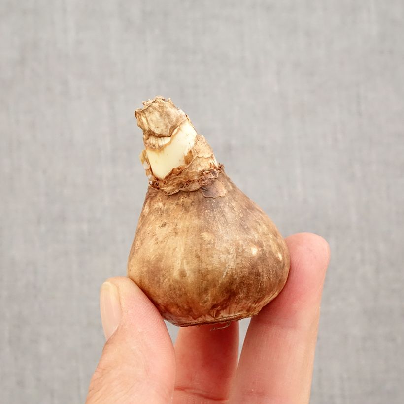 Exemplar von Narcissus Blazing Starlet Zwiebel Kaliber/Größe 14+ wie im Herbst geliefert