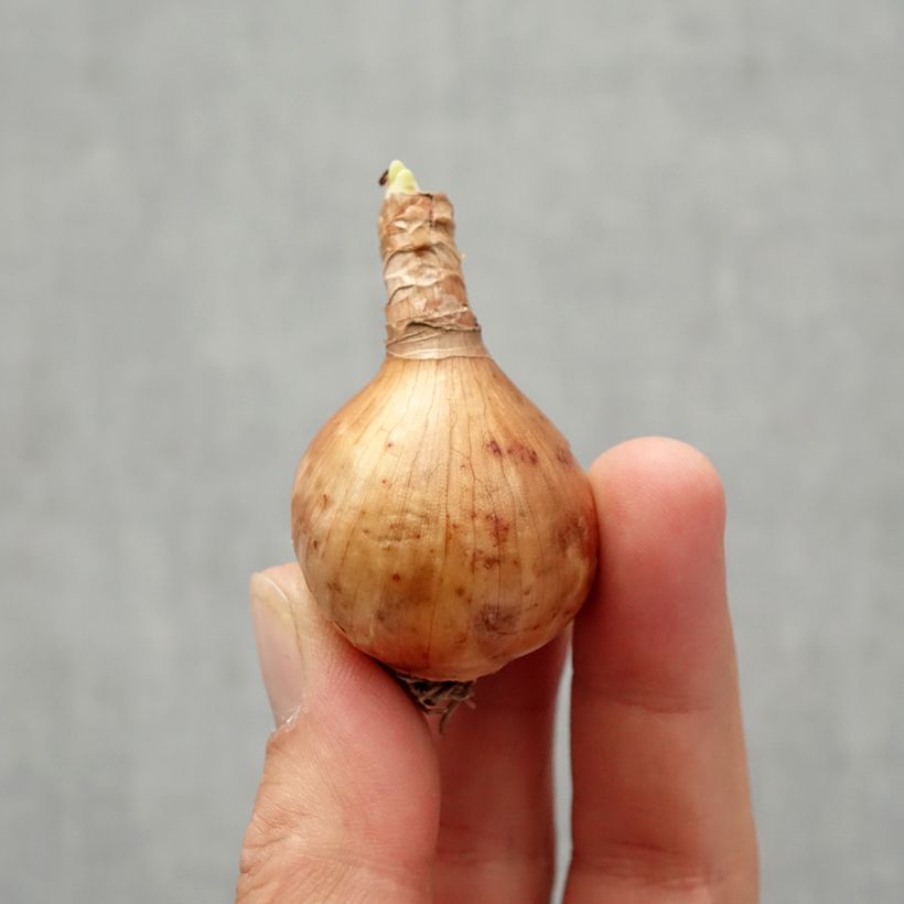 Exemplar von Narcissus Blushing Lady Zwiebel Kaliber/Größe 10/12 wie im Herbst geliefert