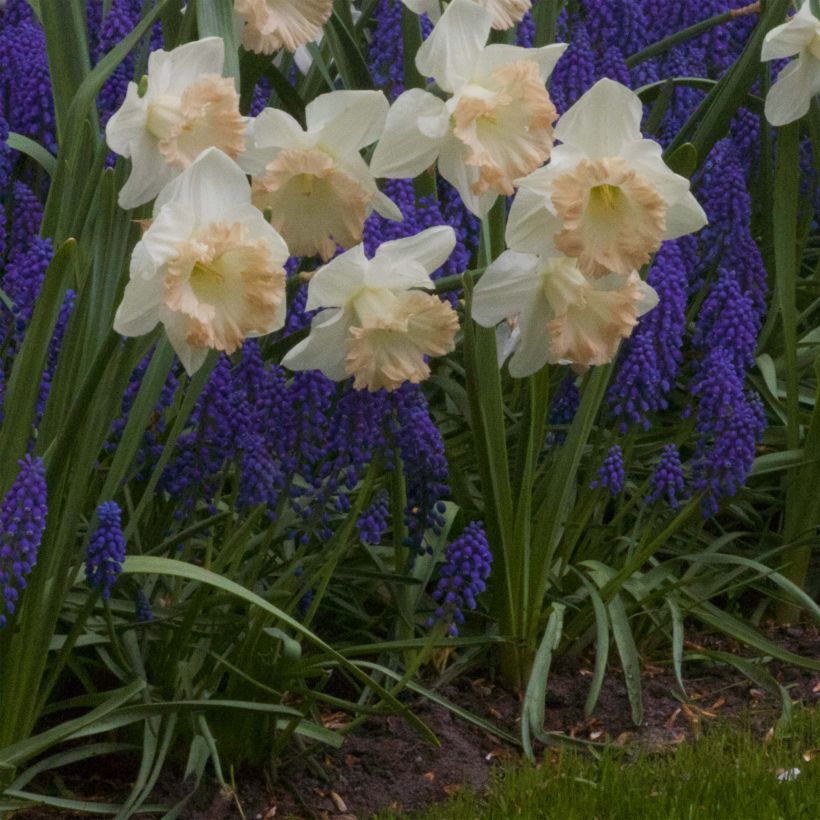Narcissus British Gamble (Wuchs)