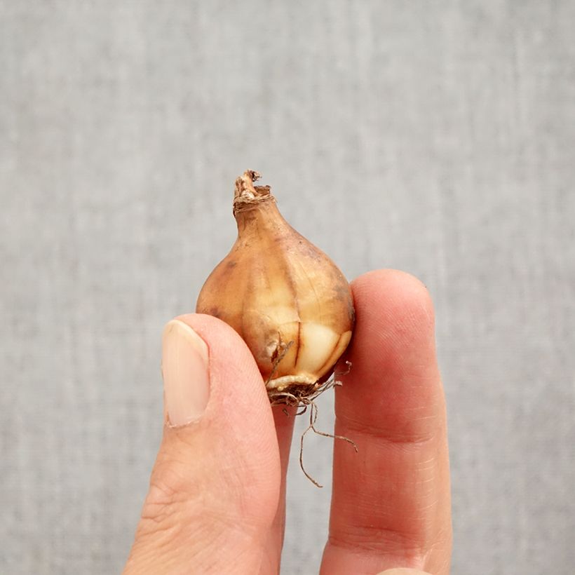 Exemplar von Narcissus bulbocodium Arctic Bells Zwiebel Kaliber/Größe 7+ wie im Herbst geliefert