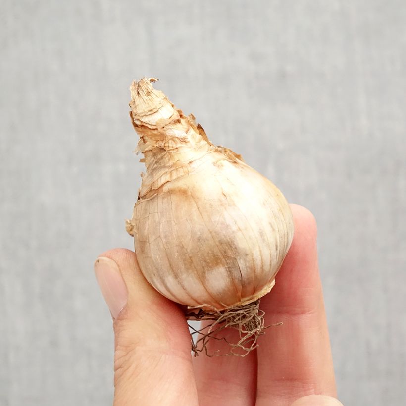 Exemplar von Narcissus Copper Queen Zwiebel Kaliber/Größe 12+ wie im Herbst geliefert