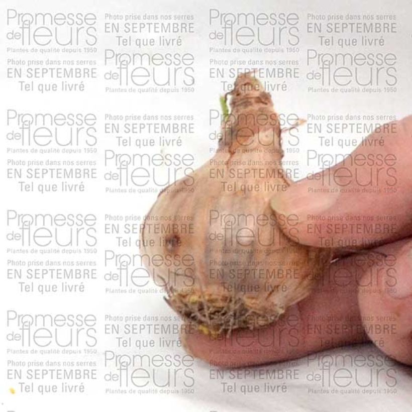 Beispiel eines Exemplars von Narcisse Curlew Bulbe calibre 10+ wie geliefert