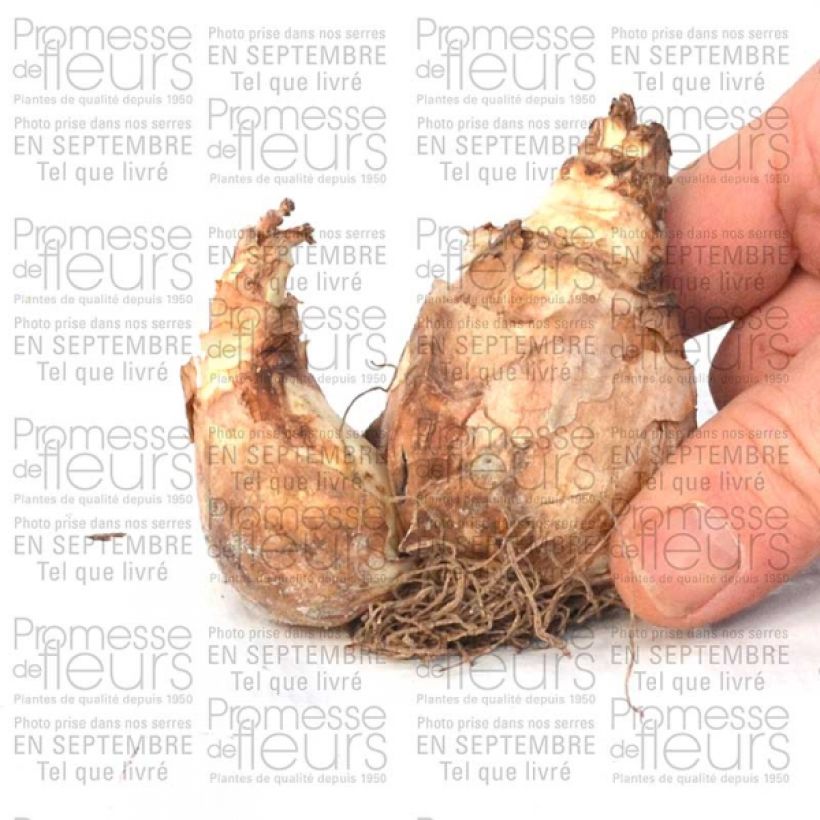 Beispiel eines Exemplars von Narcisse Trena Bulbe calibre 12+ wie geliefert