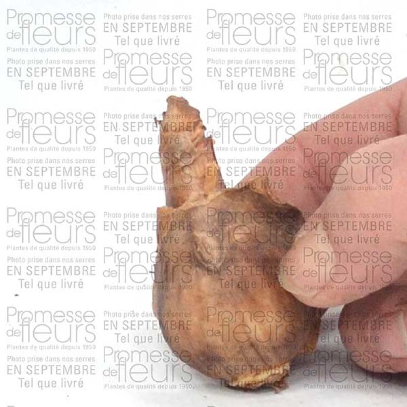 Beispiel eines Exemplars von Narcisse Dutch Master Bulbe calibre 12+ wie geliefert