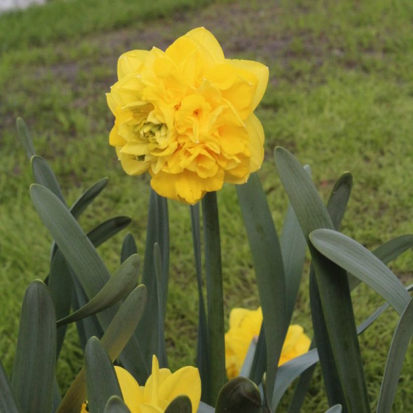 Narcissus Easter Tide (Wuchs)