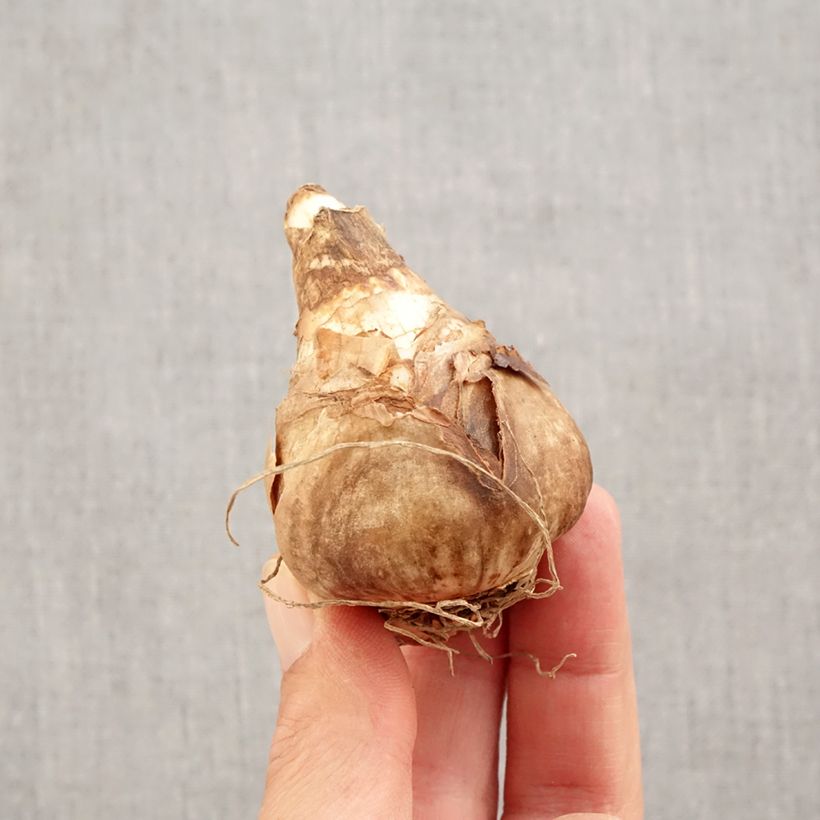 Example of Narcissus cyclamineus February Gold Zwiebel Kaliber/Größe 14+ as you get in automne