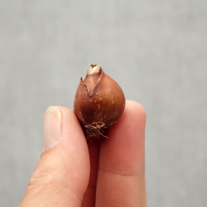 Exemplar von Narcissus fernandesii var. cordubensis Zwiebel Kaliber/Größe 6+ wie im Herbst geliefert