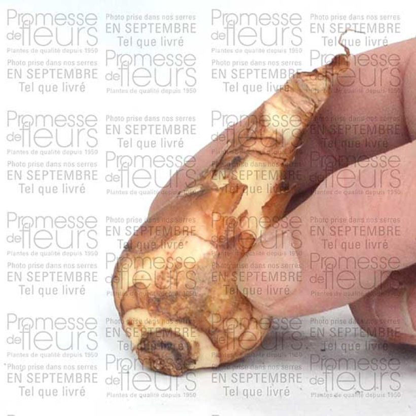Beispiel eines Exemplars von Narcisse Finland Bulbe calibre 14+ wie geliefert