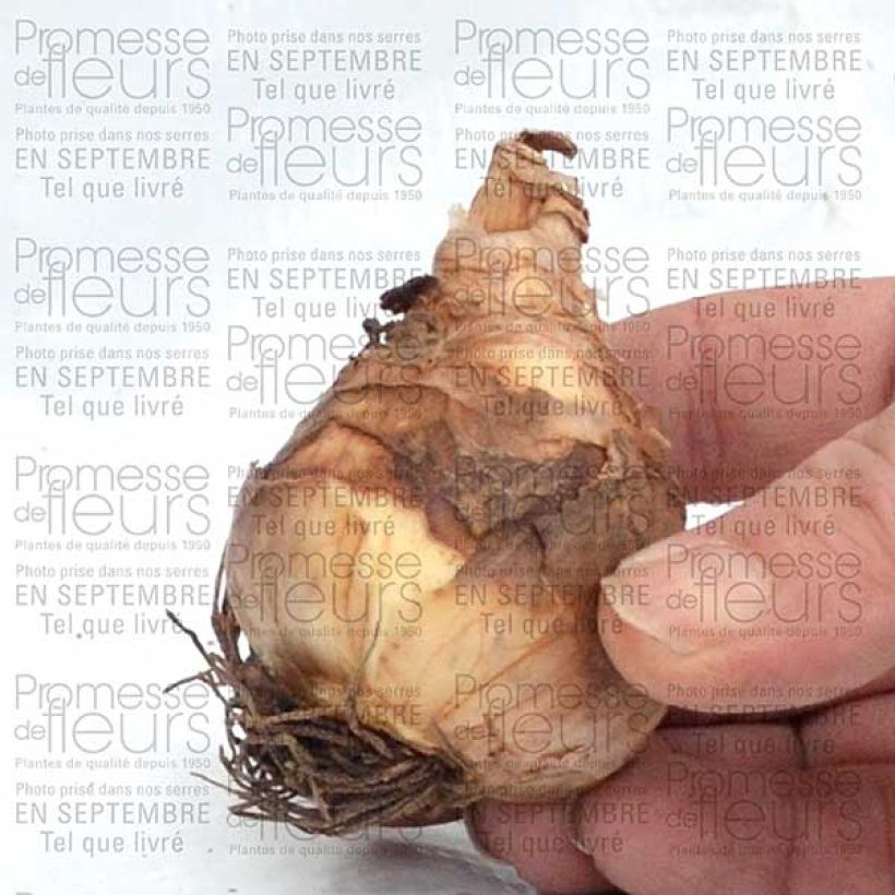 Beispiel eines Exemplars von Narcisse Flower Record Bulbe calibre 12+ wie geliefert