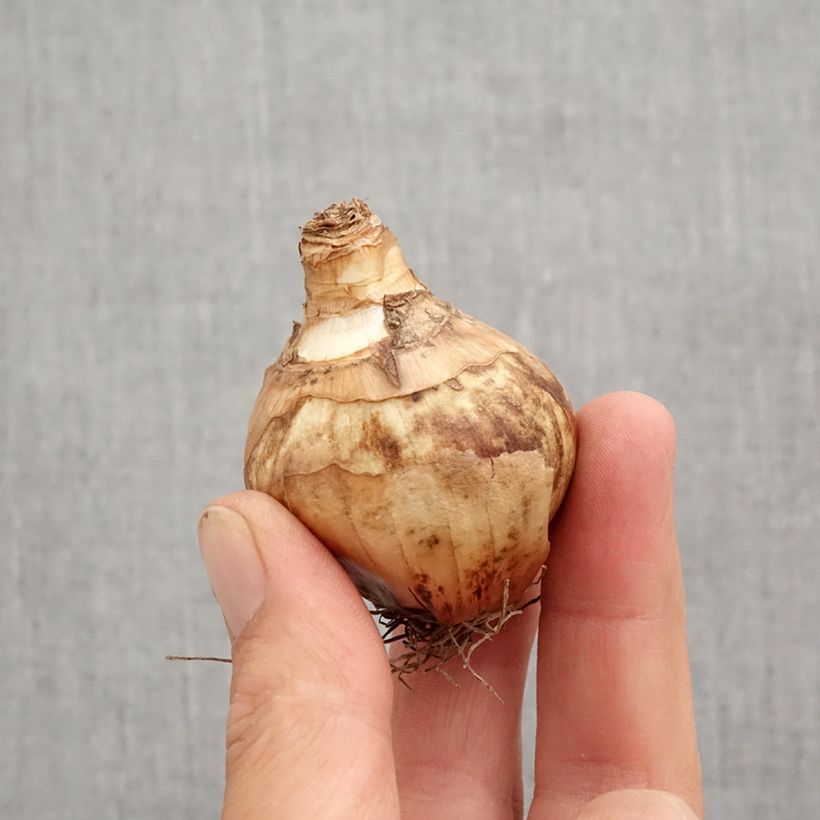 Exemplar von Narcissus Flower Record Zwiebel Kaliber/Größe 12+ wie im Herbst geliefert