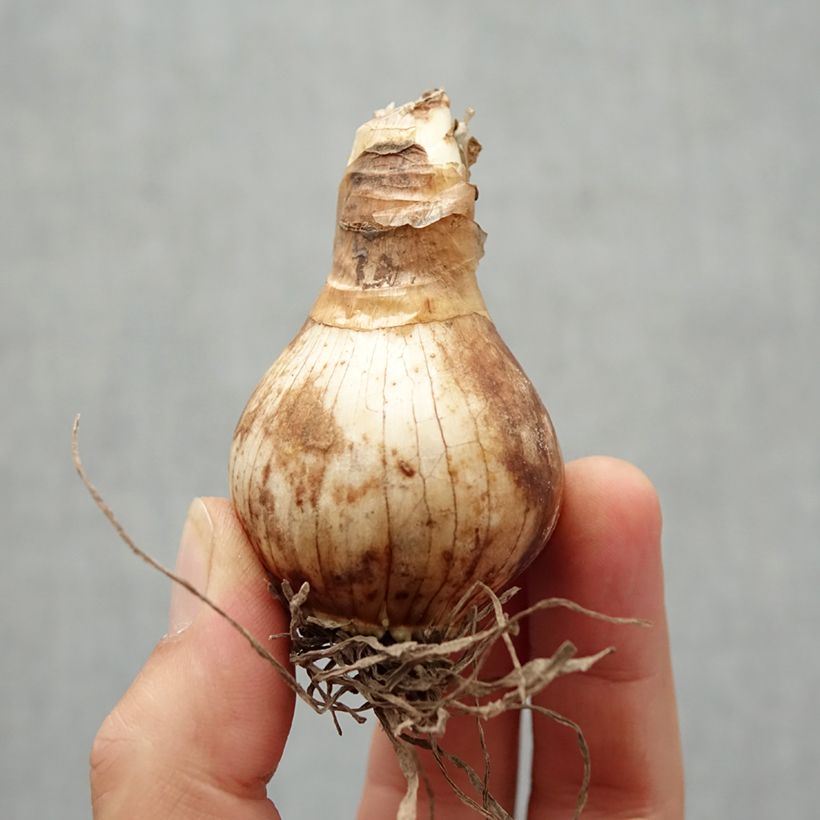 Exemplar von Narcissus Foresight Zwiebel Kaliber/Größe 22 wie im Herbst geliefert