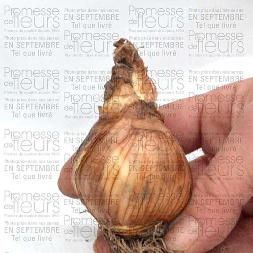 Beispiel eines Exemplars von Narcisse Galactic Star Bulbe calibre 10 wie geliefert