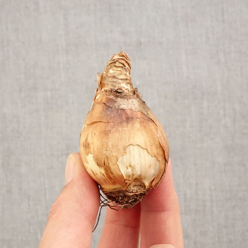 Exemplar von Narcissus tazetta Double Gold Medal Zwiebel Kaliber/Größe 14/16 wie im Herbst geliefert
