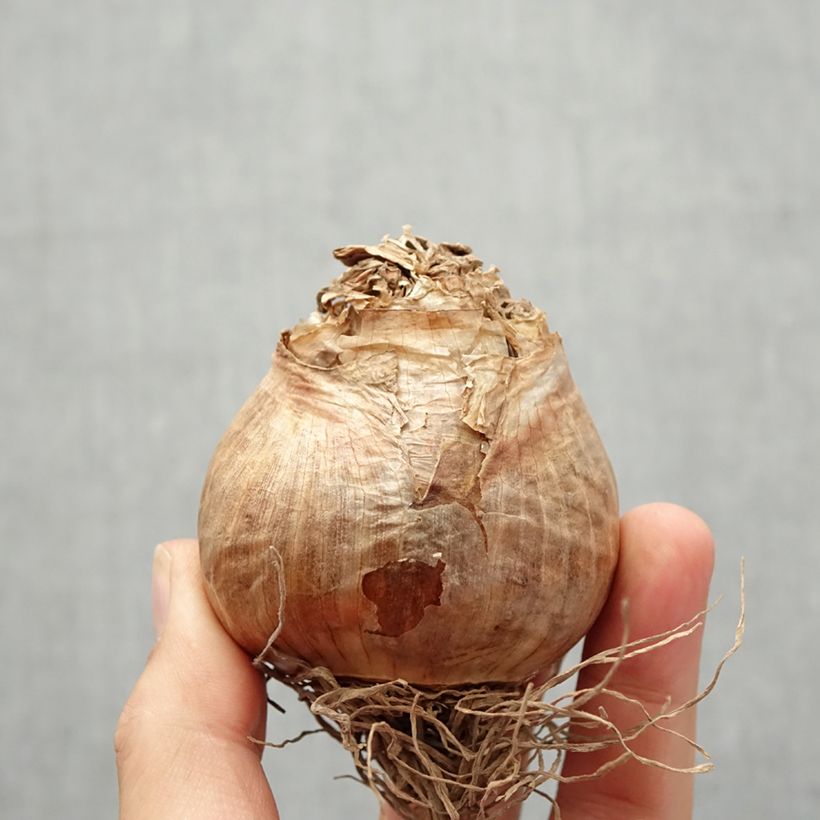 Exemplar von Narcissus Golden Ducat Zwiebel Kaliber/Größe 16+ wie im Herbst geliefert