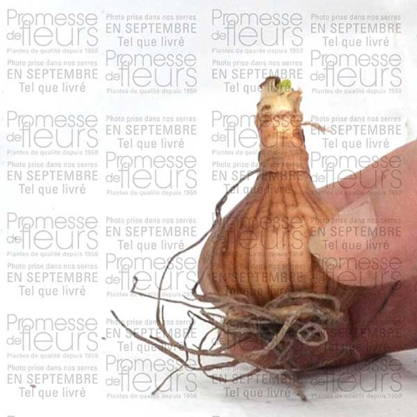 Beispiel eines Exemplars von Narcisse Golden Echo Bulbe calibre 10+ wie geliefert