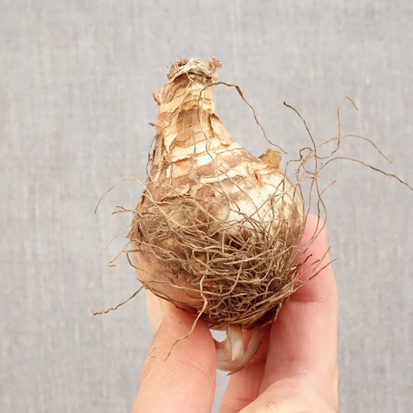 Exemplar von Narcissus tazetta Grand Soleil d Or Zwiebel Kaliber/Größe 14+ wie im Herbst geliefert