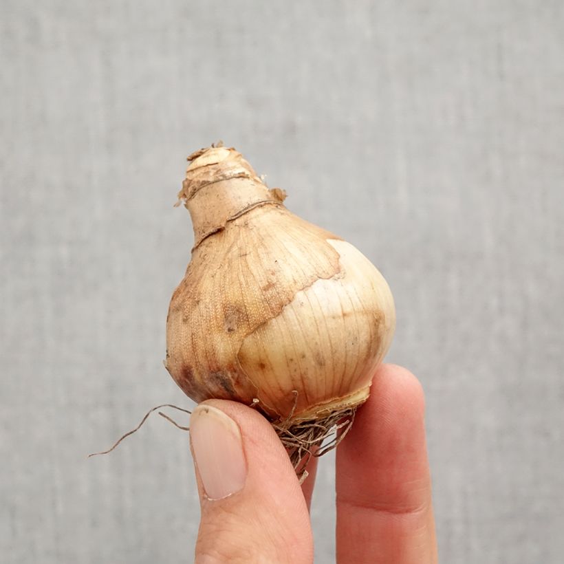 Exemplar von Narcissus Ice King Zwiebel Kaliber/Größe 12+ wie im Herbst geliefert