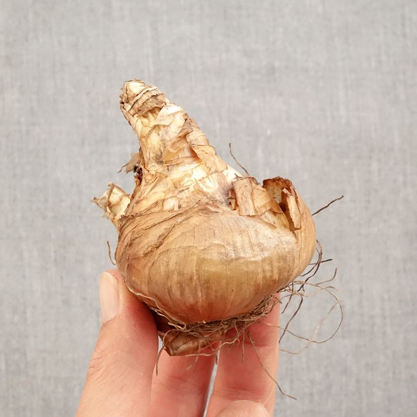 Exemplar von Narcissus Janis Babson Zwiebel Kaliber/Größe 14+ wie im Herbst geliefert