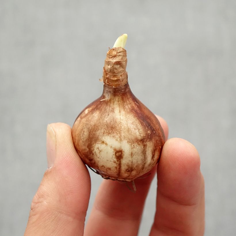 Exemplar von Narcissus Martinette Zwiebel size 12+ wie im Herbst geliefert