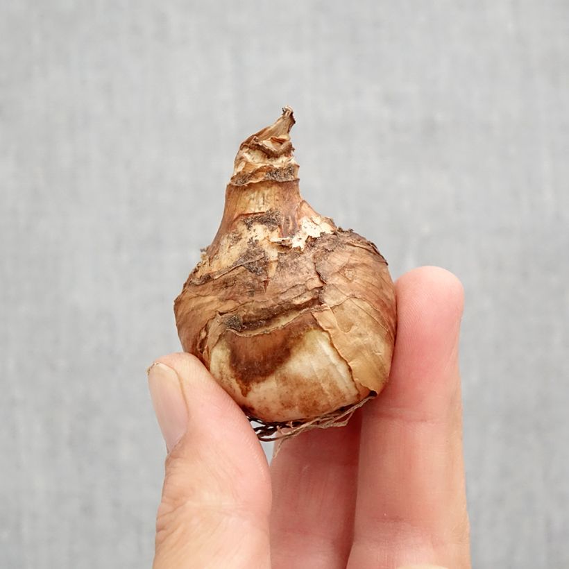 Exemplar von Narcissus Misty Glen Zwiebel Kaliber/Größe 12 wie im Herbst geliefert