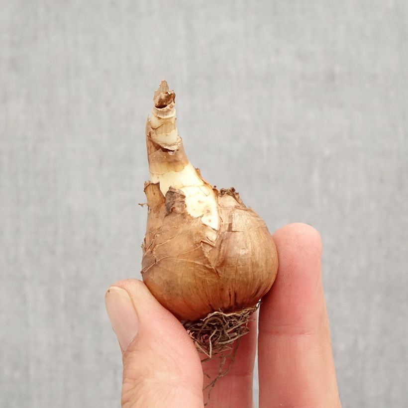 Exemplar von Narcissus Mondragon Zwiebel Kaliber/Größe 12+ wie im Herbst geliefert