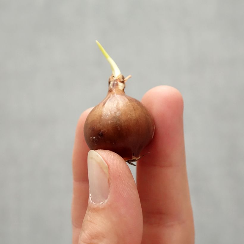 Exemplar von Narcissus pseudonarcissus moschatus Zwiebel Kaliber/Größe 8/10 wie im Herbst geliefert