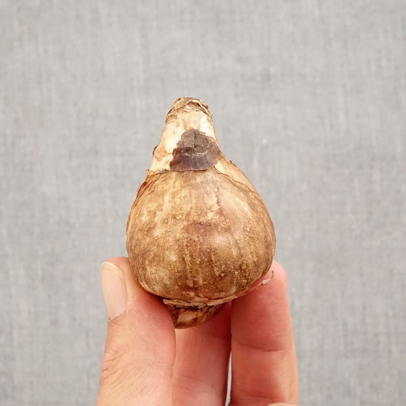 Exemplar von Narcissus Mount Hood Zwiebel Kaliber/Größe 14/16 wie im Herbst geliefert