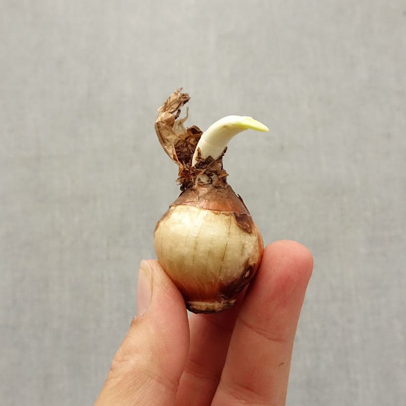 Exemplar von Narcissus Nir Zwiebel Kaliber/Größe 13+ wie im Herbst geliefert