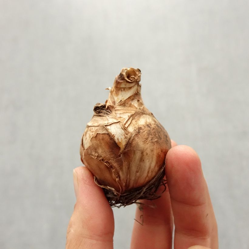 Exemplar von Narcissus Obdam Zwiebel Kaliber/Größe 14/16 wie im Herbst geliefert
