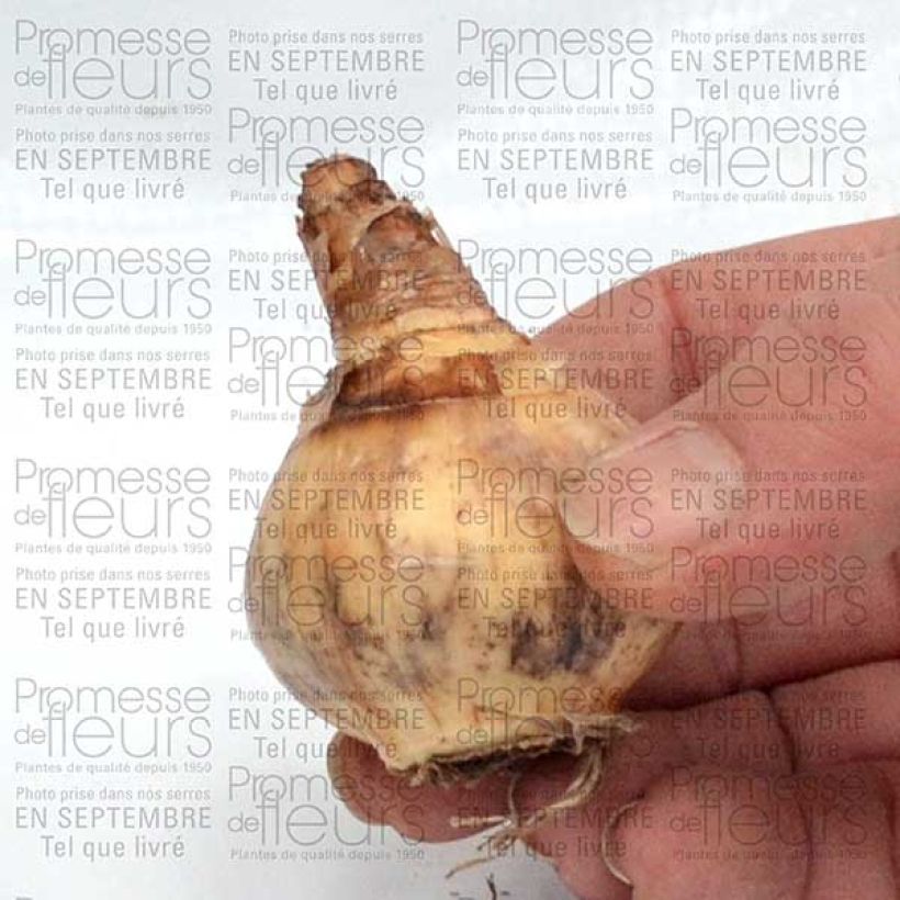 Beispiel eines Exemplars von Narcisse Parabole Bulbe calibre 12+ wie geliefert