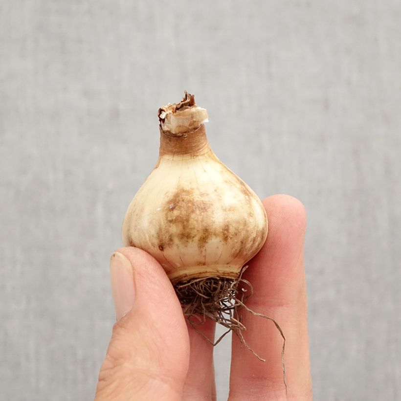 Exemplar von Narcissus Parabole Zwiebel Kaliber/Größe 12+ wie im Herbst geliefert