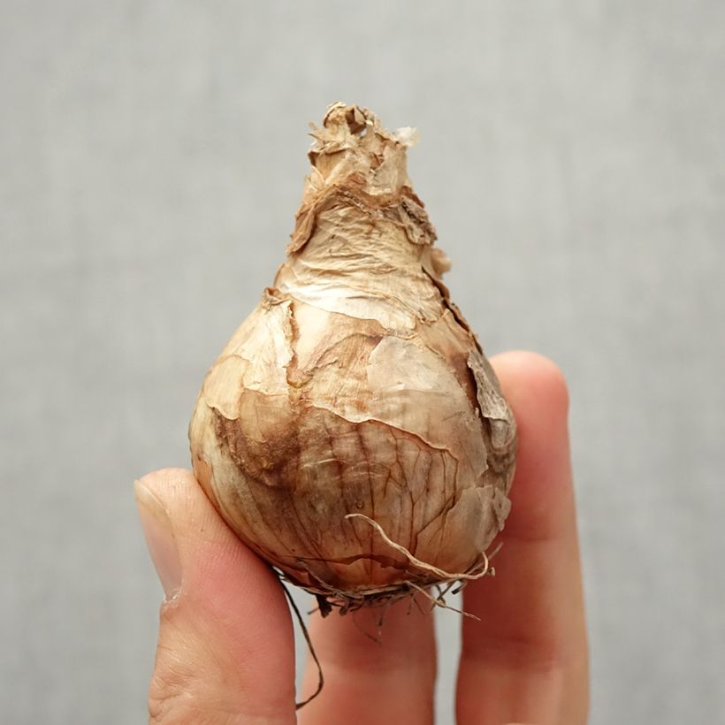 Exemplar von Narcissus Peach Cobbler Zwiebel Kaliber/Größe 12/14 wie im Herbst geliefert