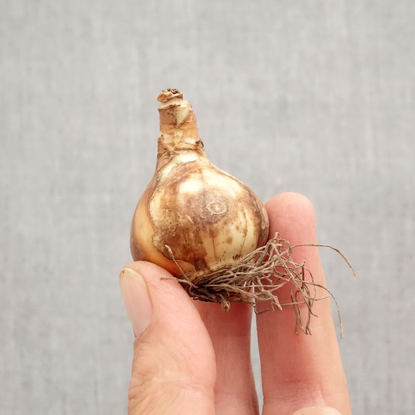 Exemplar von Narcissus Petit Four Zwiebel Kaliber/Größe 12+ wie im Herbst geliefert