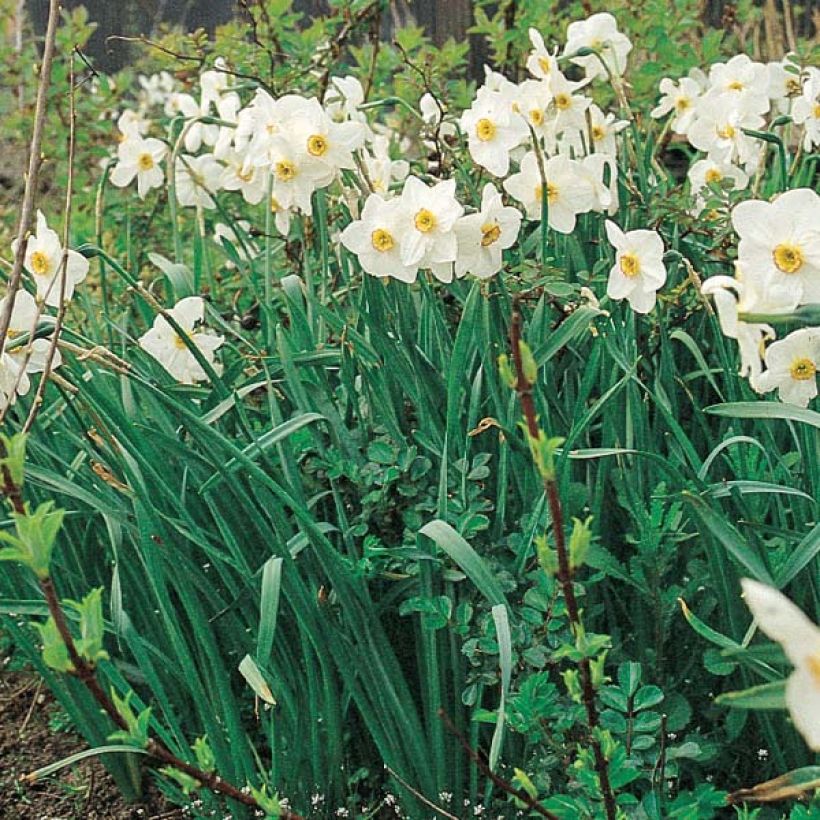 Narcissus poeticus Actaea (Wuchs)