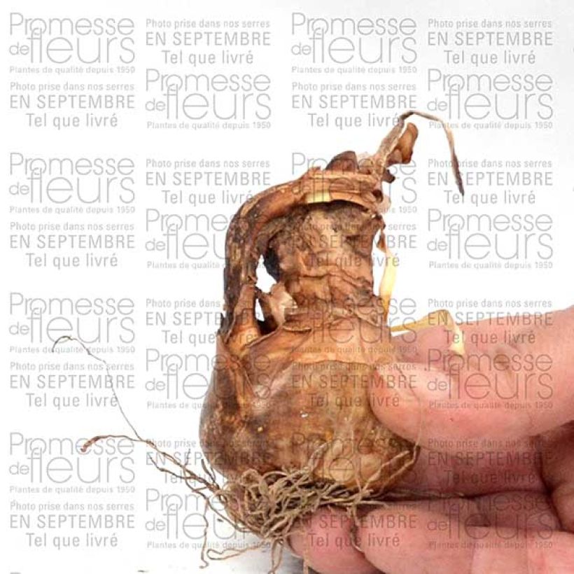 Beispiel eines Exemplars von Narcisse poeticus Albus Plenus Odoratus Bulbe calibre 12+ wie geliefert