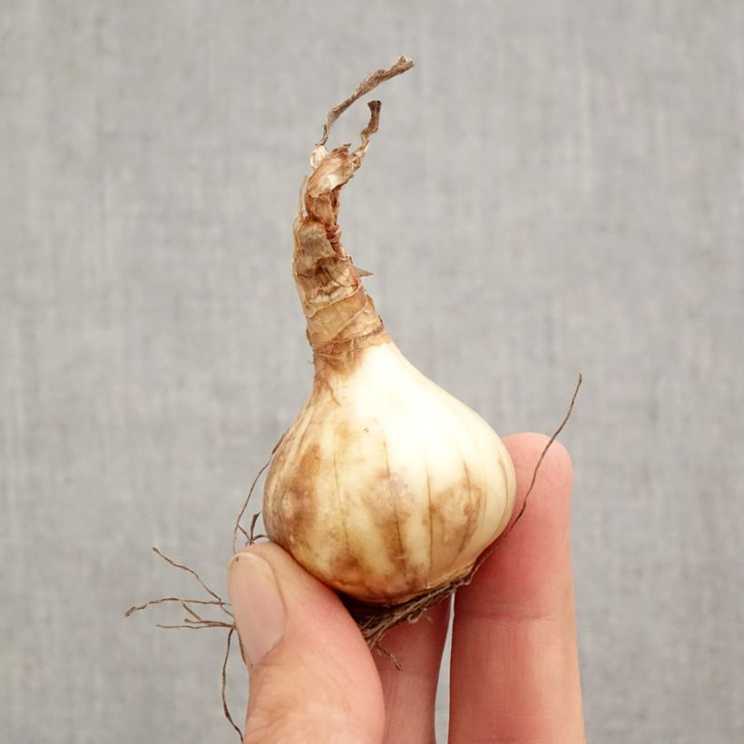 Exemplar von Narcissus cyclamineus Prototype Zwiebel Kaliber/Größe 12+ wie im Herbst geliefert