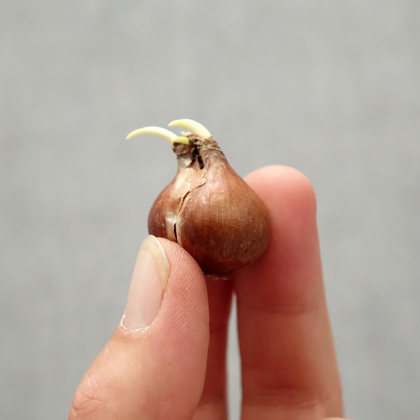 Exemplar von Narcissus pseudonarcissus Zwiebel Kaliber/Größe 4 wie im Herbst geliefert