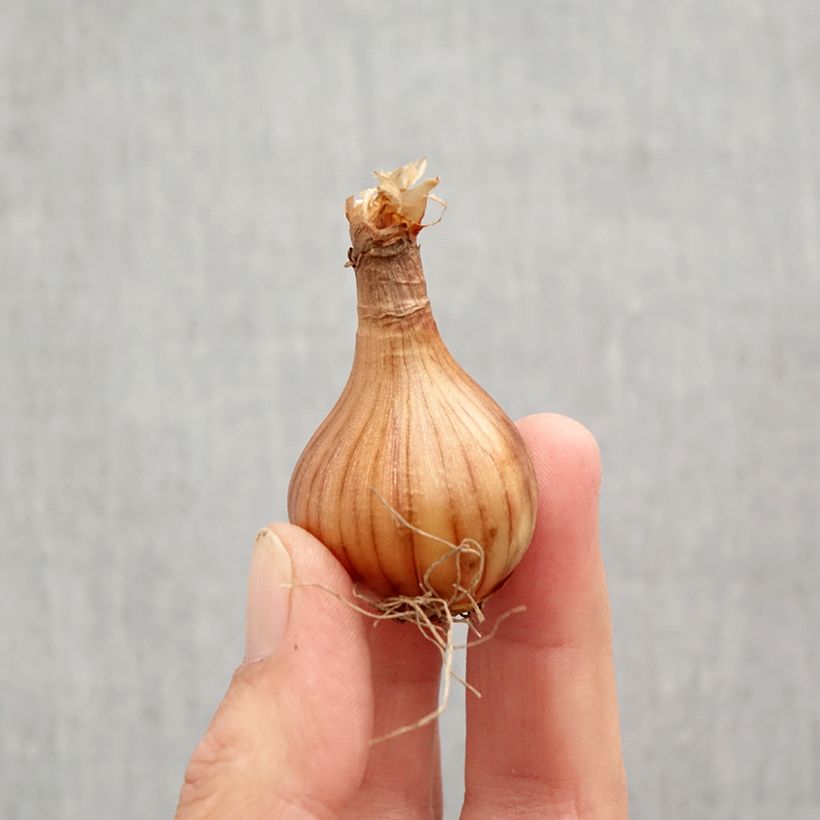 Exemplar von Narcissus cyclamineus Reggae Zwiebel Kaliber/Größe 10+ wie im Herbst geliefert