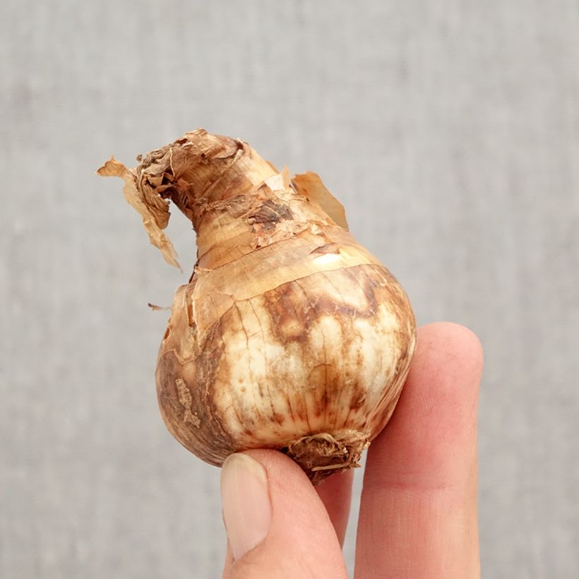 Exemplar von Narcissus Replete Zwiebel Kaliber/Größe 14/16 wie im Herbst geliefert