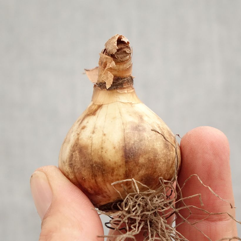 Exemplar von Narcissus Ringtone Zwiebel Kaliber/Größe 12+ wie im Herbst geliefert