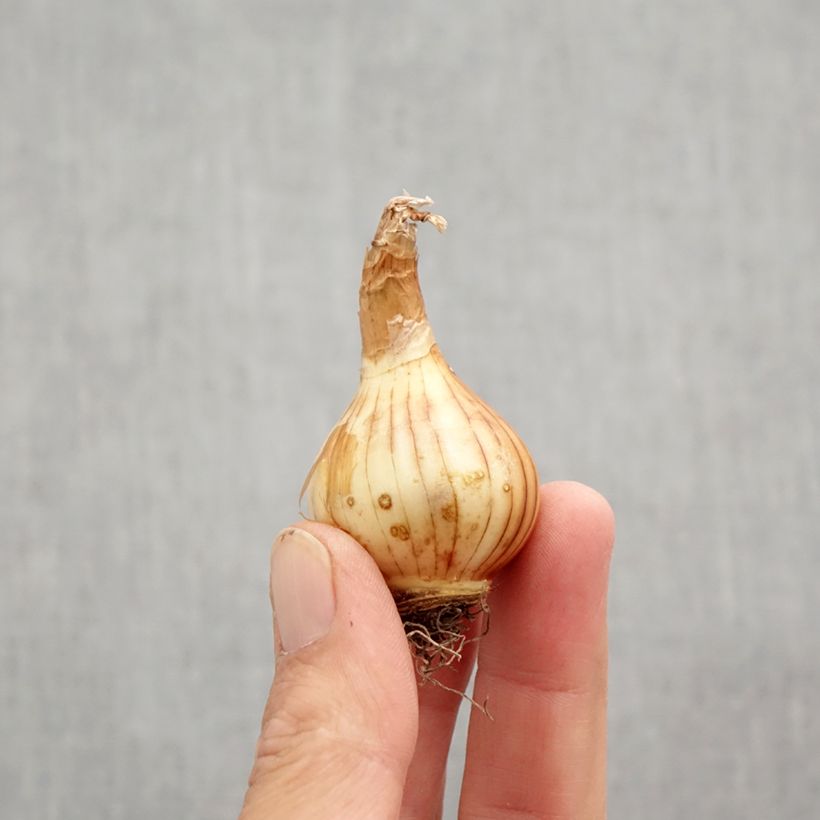 Exemplar von Narcissus Rip van Winkle Zwiebel Kaliber/Größe 10+ wie im Herbst geliefert