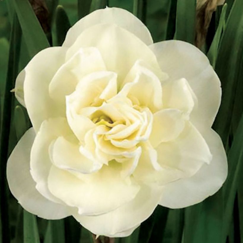 Narcissus Rose of May (Blüte)